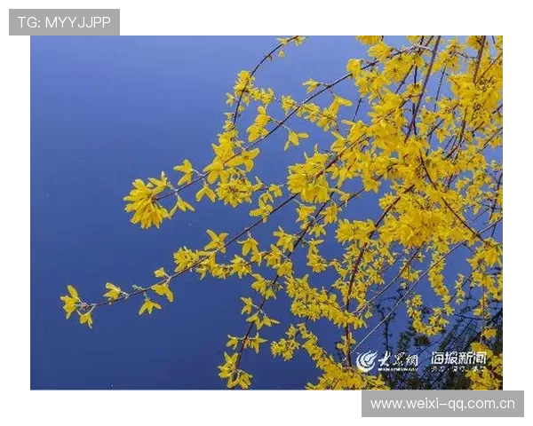 开云真人app活动规则说明，帮助玩家合理参与赢取丰富奖励